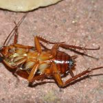 Can Cockroach Cause Baldness?
