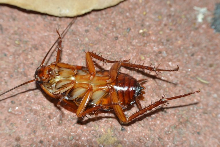 can-cockroach-cause-baldness-all-about-roaches