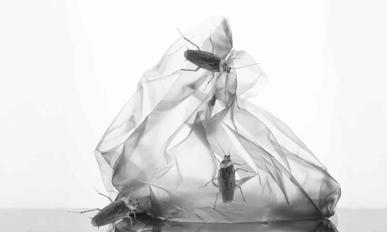 Can Roaches Eat Through Plastic Bags