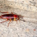 Do Cockroaches Make Noise?