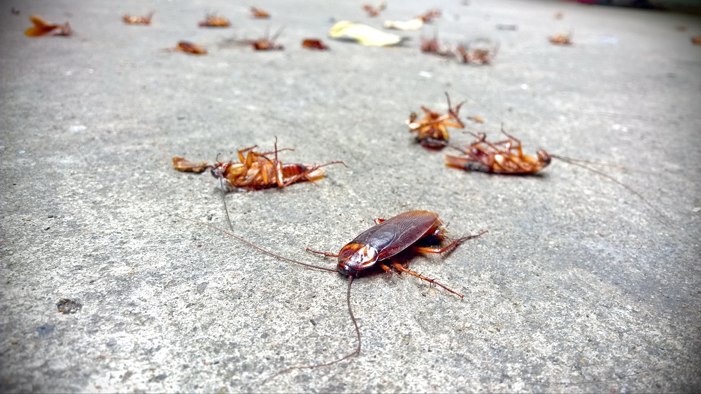 Do Cockroaches Play Dead?