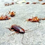 Do Mothballs Keep Roaches Away?