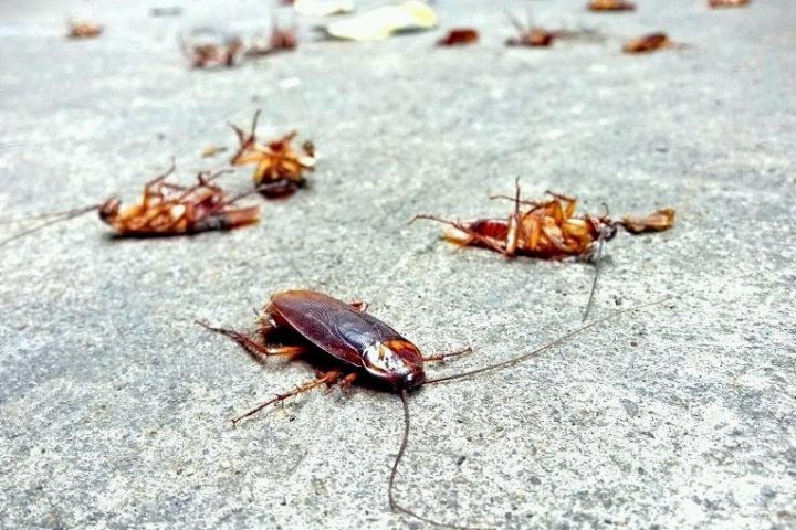 Do Mothballs Keep Roaches Away?