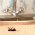 Does Bleach Kill Roaches?