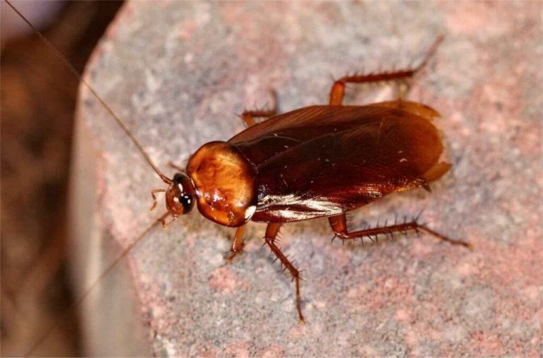 How Long Can Cockroaches Live Without Food? All About Roaches