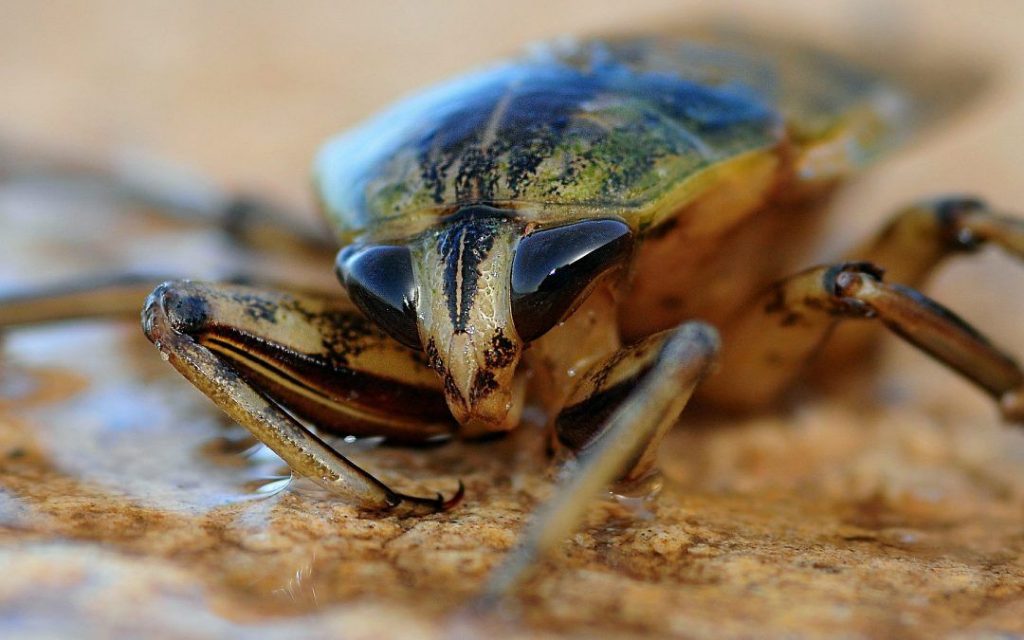 How To Keep Cockroaches Away While Sleeping All About Roaches