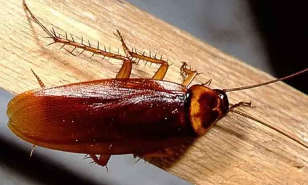 How To Tell If A Cockroach Is Pregnant