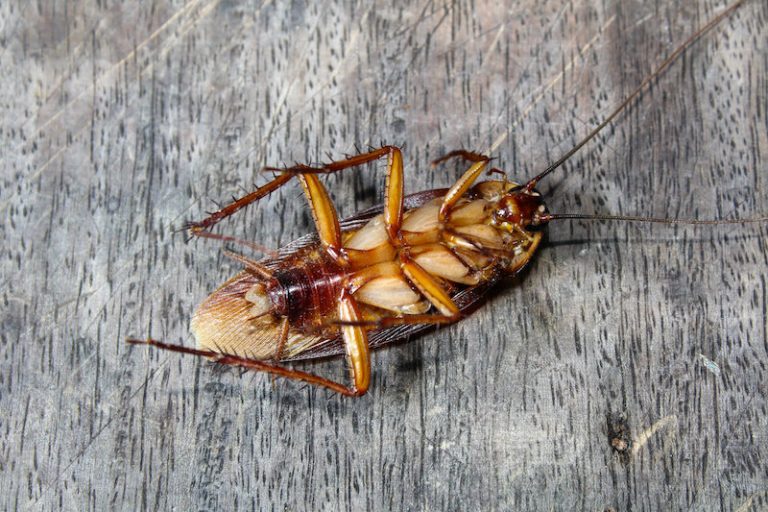 What Smells Keep Roaches Away? - All About Roaches