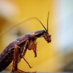 Are Roaches Attracted to light?