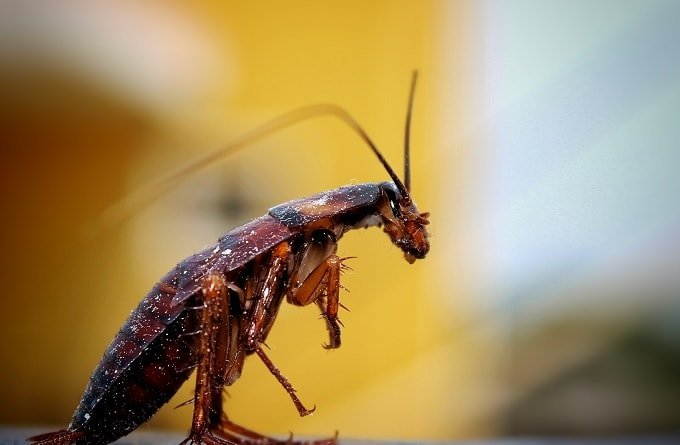 Are Roaches Attracted to light?