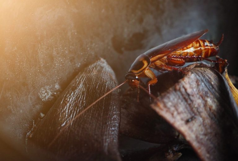 Can Roaches see in the Dark? All About Roaches