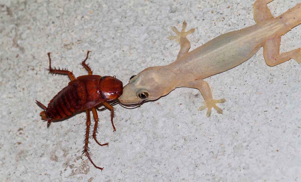Do Lizards eat Cockroaches?
