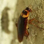 Do Roaches Eat Bed Bugs?