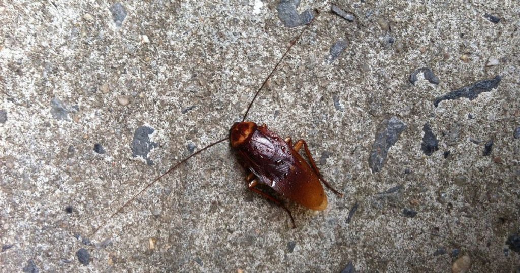 Do Roaches Like the Cold? All About Roaches