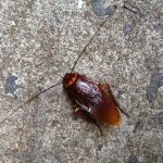 Do Roaches like the Cold?