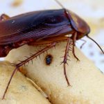 Do cockroaches Lay Eggs When Killed?