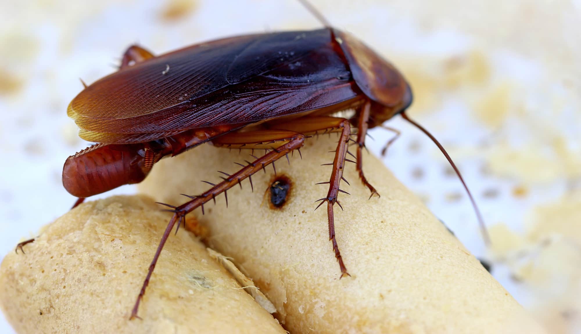 Do cockroaches Lay Eggs When Killed?