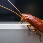 Does Alcohol Kill Roaches?