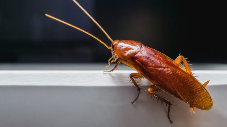 does-alcohol-kill-roaches-all-about-roaches