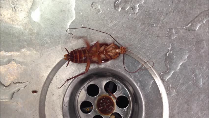Does Hot Water Kill Roaches?