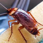 Does Vinegar Kill Roaches?