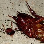 How Long Can a Cockroach live without its Head