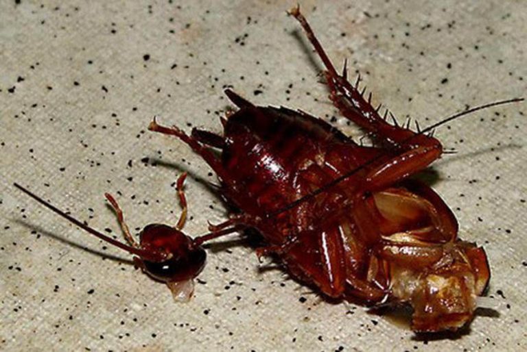 How Long Can a Cockroach live without its Head? All About Roaches