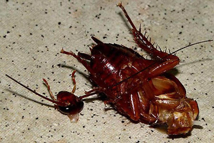 How Long Can a Cockroach live without its Head