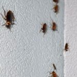 How To Know If Roaches Are In Walls