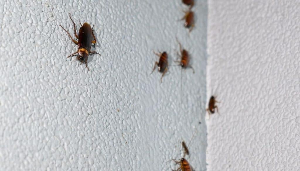 How To Know If Roaches Are In Walls