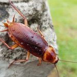 Bugs That Look Like Cockroaches