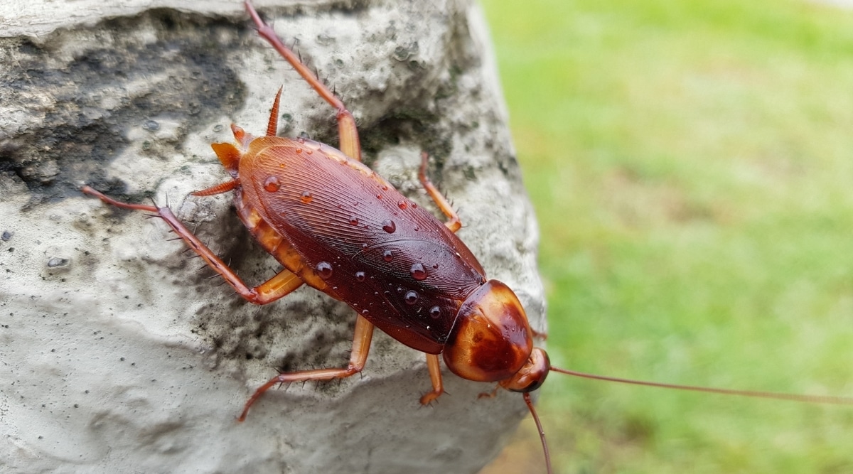 Bugs That Look Like Cockroaches