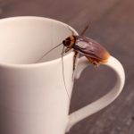 Does Coffee Have Roaches?