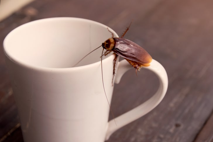 Does Coffee Have Roaches?