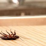 What Temperatures kill a Cockroach?