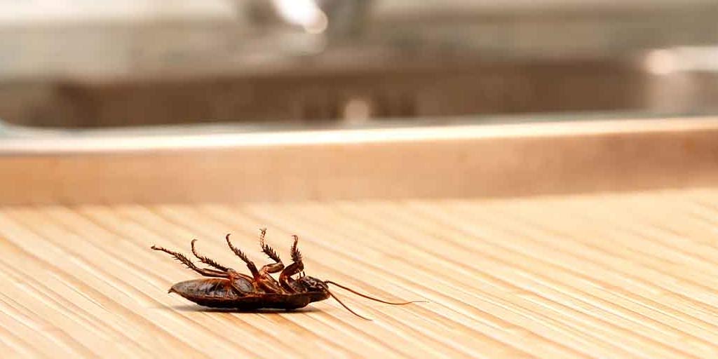 What Temperatures kill a Cockroach?