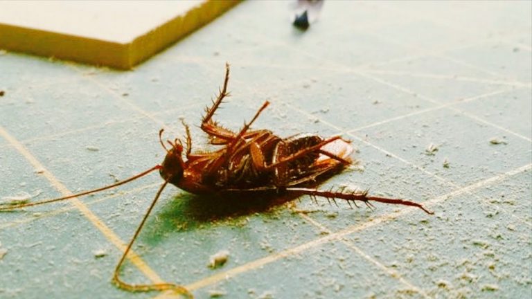 what-to-pour-down-drain-to-kill-roaches-all-about-roaches