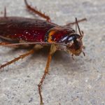 Why Do Cockroaches Fly Towards You?