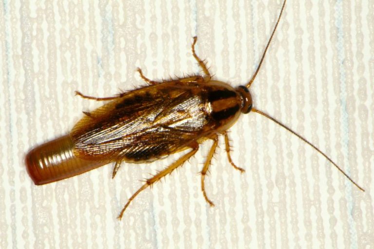 How Fast Do Roaches Multiply All About Roaches