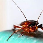 How Long Can Cockroaches Live In A Plastic Bag
