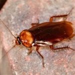 How Long Can Cockroaches Live Without Air