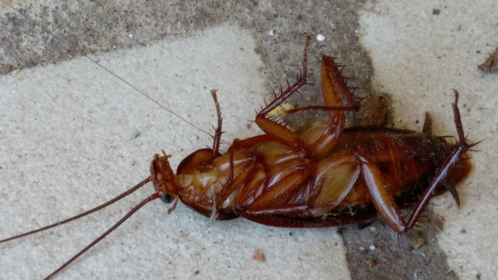 How Long Do Cockroaches Live Without Food