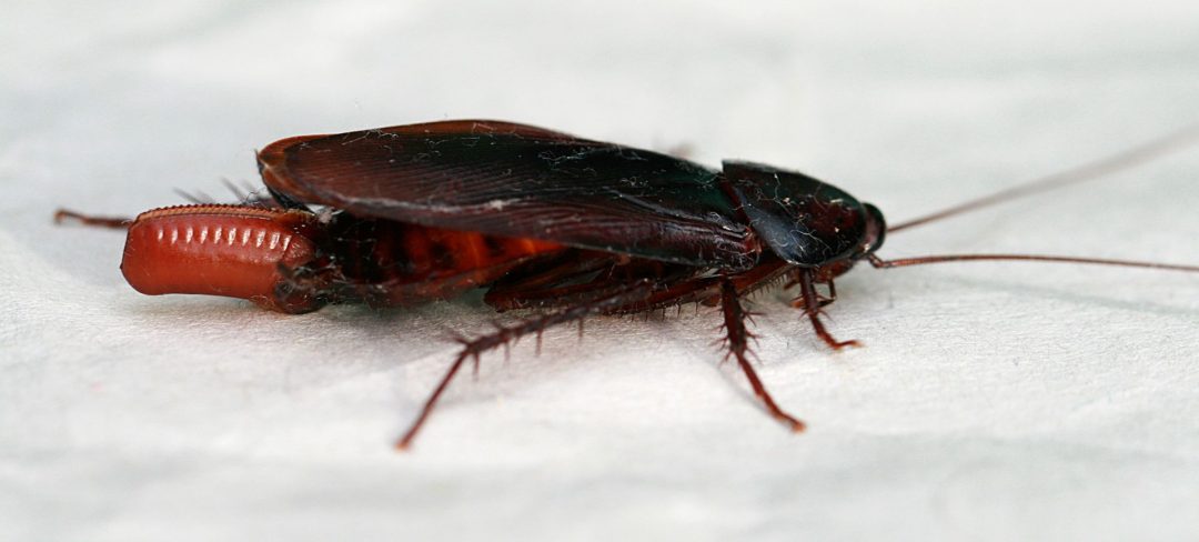 How To Get Rid of Smoky Brown Cockroaches Naturally