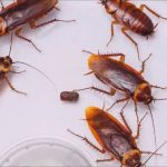 How to Get Rid Of Oriental Cockroaches Naturally
