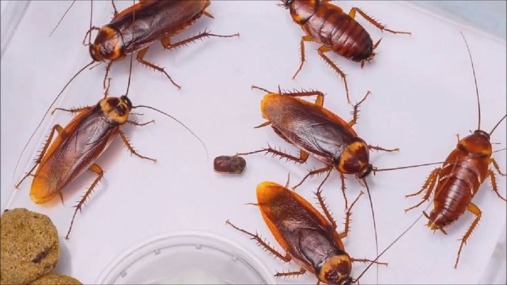 How to Get Rid Of Oriental Cockroaches Naturally