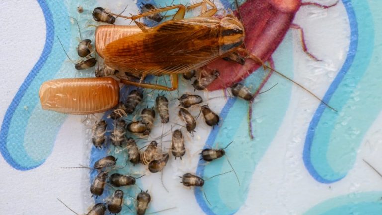 how-to-get-rid-of-cockroach-eggs-all-about-roaches