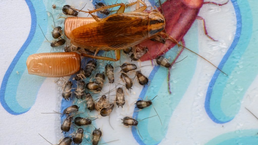 How to Get Rid of Cockroach Eggs