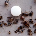 How to Get Rid of a Heavy Roach Infestation