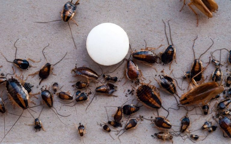 how-to-get-rid-of-a-heavy-roach-infestation-all-about-roaches