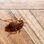 Roaches In Dishwasher Door